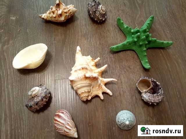 Ракушки в аквариум Рязань - изображение 1