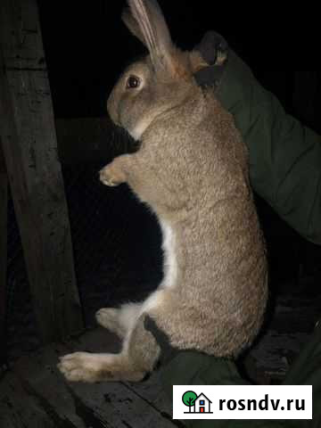 Кролики великаны Челябинск - изображение 1