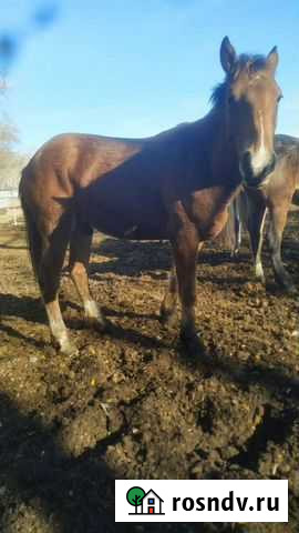 Продам лошадь Саргатское - изображение 1