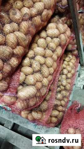 Картофель второй урожай Александровская - изображение 1