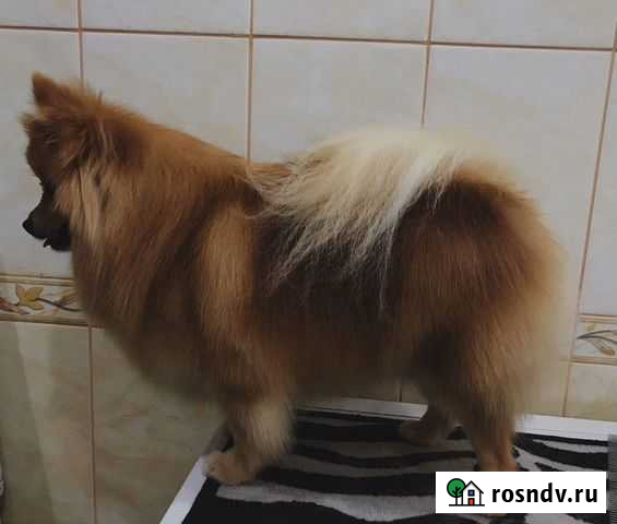 Груминг (выезд на дом ) Уфа - изображение 1