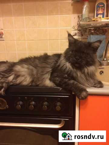 Вязка Мейн Кун Москва - изображение 1