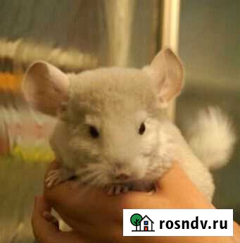 Прекрасная цветная шиншилла Благовещенск - изображение 1