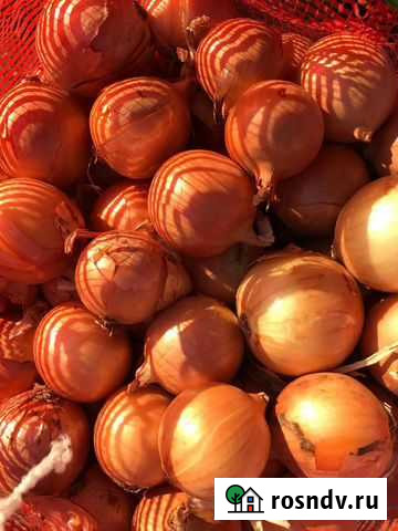Лук оптом сорт Каба Тимашевск - изображение 1