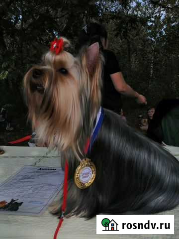 Вязка Благовещенск - изображение 1