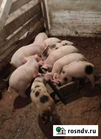 Очаровательные поросята 2 мес Зеленогорск - изображение 1
