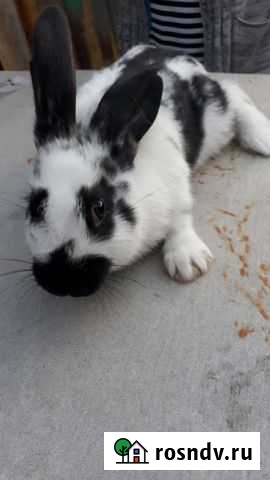 Кролик Панино - изображение 1