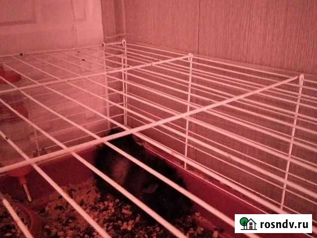 Морская свинка Тара - изображение 1