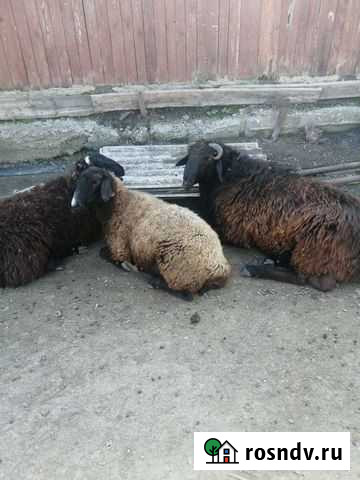 Кролики овца и коза Нововаршавка - изображение 1