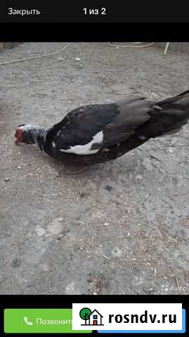 Самка ундоутки Каспийск - изображение 1