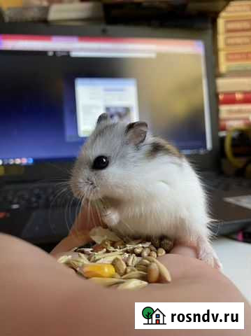 Джунгарский хомяк Сочи - изображение 1