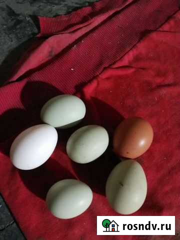 Яйцо домашнее Муром - изображение 1