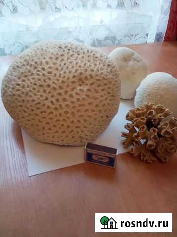 Коралл натуральный Котельники - изображение 1