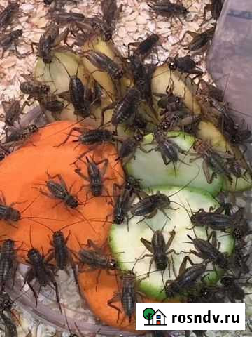 Банановые сверчки мелкие и средние Подольск - изображение 1