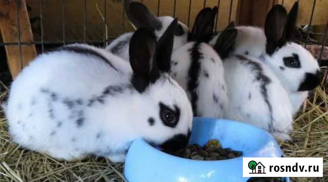 Кролики, крольчихи, крольчата и др Полазна - изображение 1