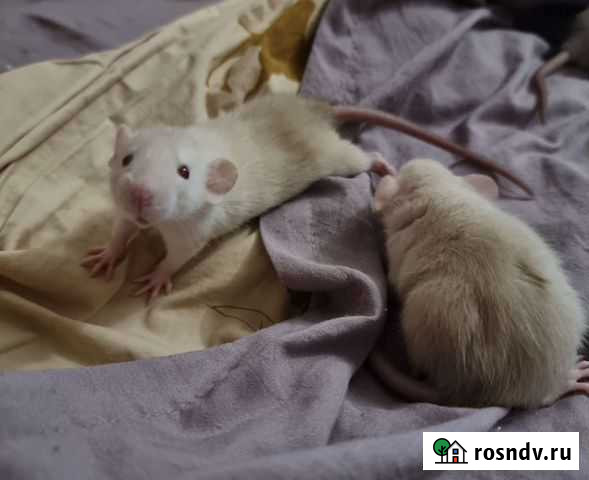 Крыса дамбо сиамская Хабаровск - изображение 1