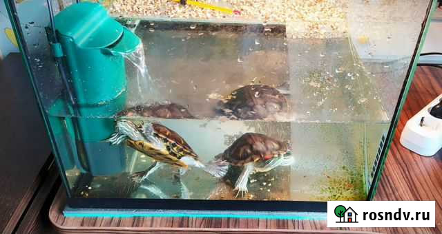 Аквариум 60 литров Лесной - изображение 1