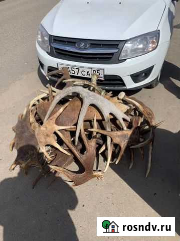 Рога оленя и лося Вязьма - изображение 1