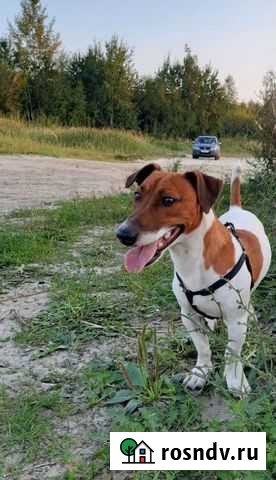 Джек Рассел терьер Вязка Нижний Новгород - изображение 1