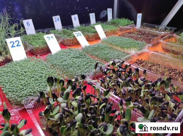 Микрозелень Нижнекамск - изображение 1