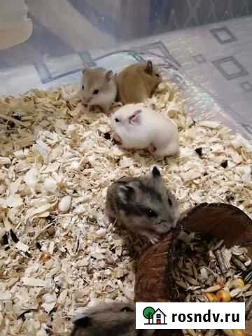 Хомячки джунгарики Россошь - изображение 1