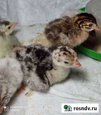 Индюшата, цесарята Краснозаводск - изображение 1