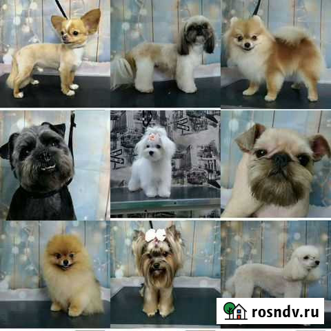 Стрижка кошек и собак Таганрог - изображение 1