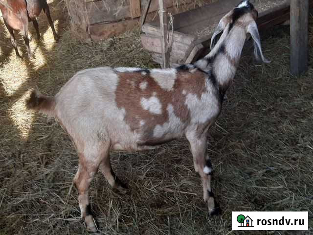 Англо- нубииские 100 козлики Чапаевское - изображение 1