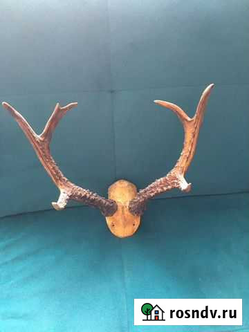 Рога косули Ханты-Мансийск - изображение 1