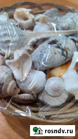 Ракушки морские набор Ачинск - изображение 1