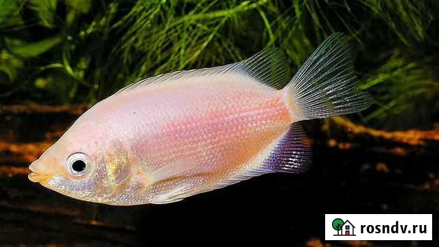 Гурами розовые 3 шт Зеленодольск - изображение 1