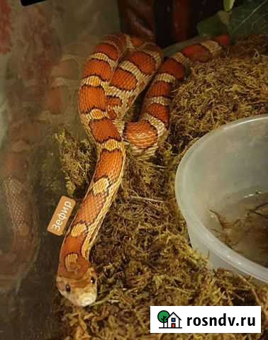 Маисовый полоз Новочеркасск - изображение 1