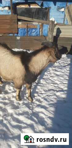Козел 50 нубиец Белогорск - изображение 1
