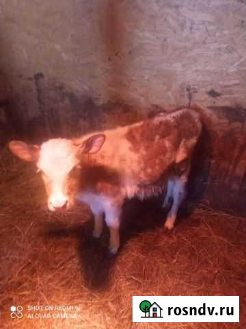 Телята Тамбовка - изображение 1