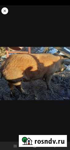 Мясо свинина Малоархангельск - изображение 1