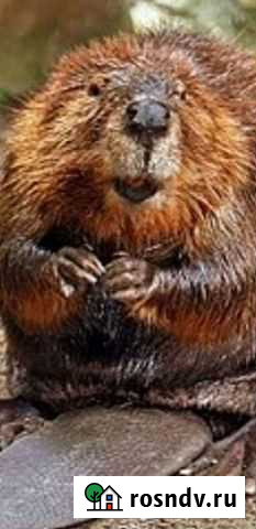 Бобриная струя Калининград - изображение 1