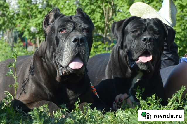 Питомник кане корсо Волгоградская область Волгоград - изображение 1