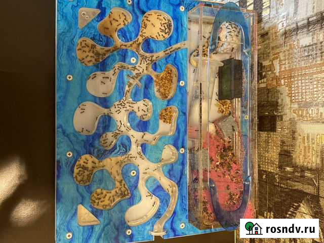 Муравьи Messor structor Красноярск - изображение 1