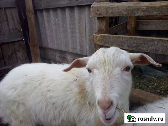 Козлик Алексеевка - изображение 1