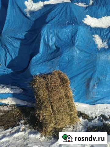 Сено в брикетах Прокопьевск - изображение 1