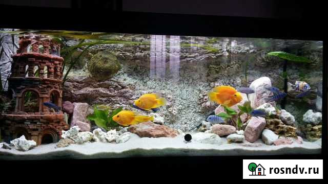 Обслуживание аквариумов Обнинск - изображение 1