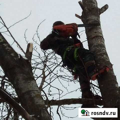 Спил деревьев Борисовка - изображение 1