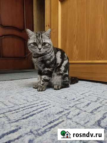 Кошки шотландцы вязка Фролово - изображение 1