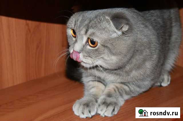 Шотландский вислоухий кот ищет подружку) Тюмень - изображение 1