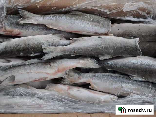 Горбуша Амурск - изображение 1