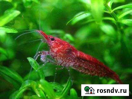 Креветки вишня (вишенки) Киров - изображение 1