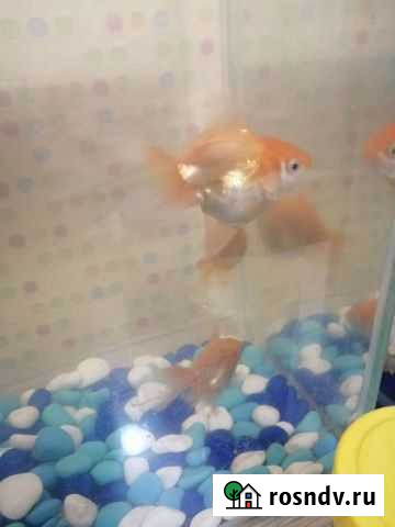 Аквариумные рыбки золотые Урай - изображение 1