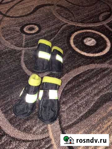 Сапожки для цвергпинчера Ватутинки - изображение 1