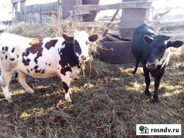 Телки Чистополь - изображение 1