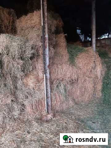 Сено люцерны в тюках Воронежская - изображение 1